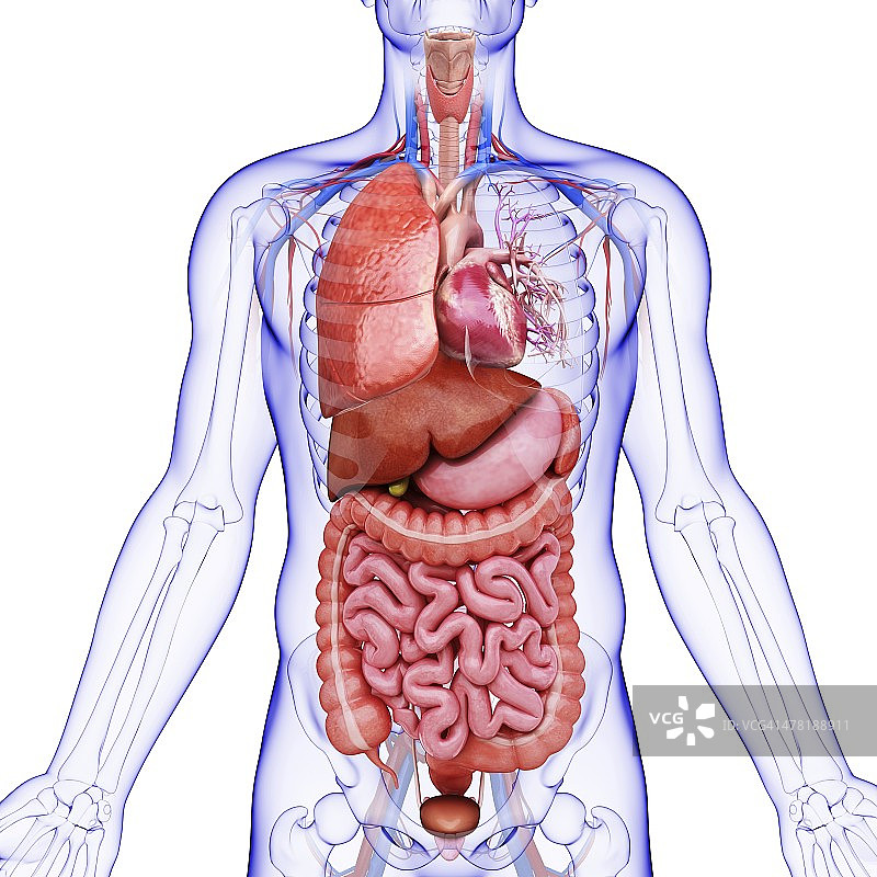 人体内部器官，艺术品图片素材