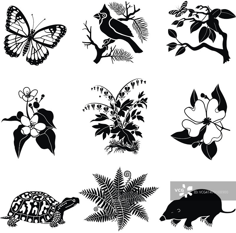 北美野生动植物黑白相间图片素材