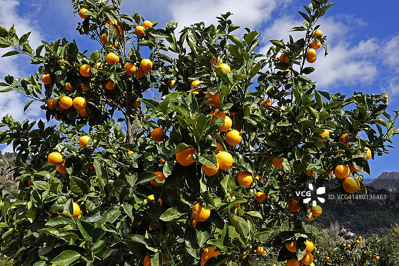 西班牙马略卡岛Fornalutx的橘子树图片素材