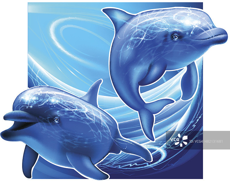 水下的两只海豚图片素材
