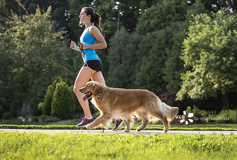 慢跑者和金毛寻回犬在铺好的小径上奔跑。图片素材