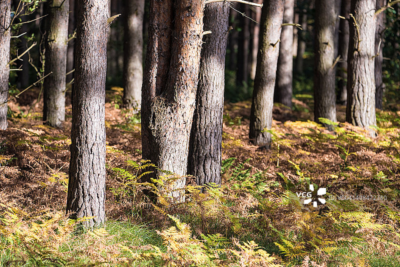 秋天的森林场景图片素材