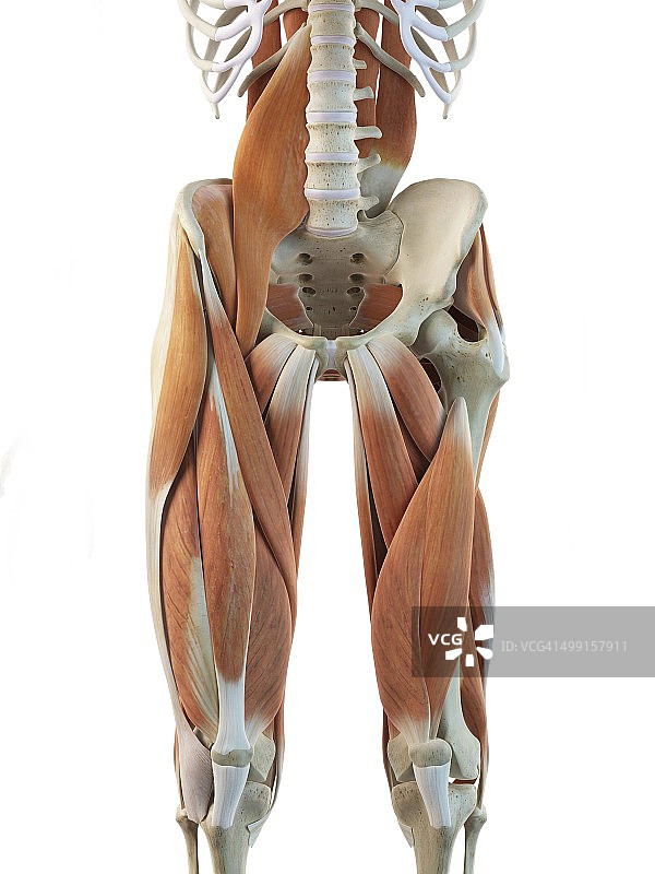 人体腿部肌肉，艺术品图片素材