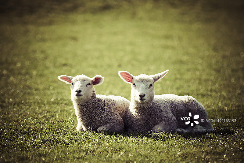 德国，两只小羊并排躺在牧场上图片素材