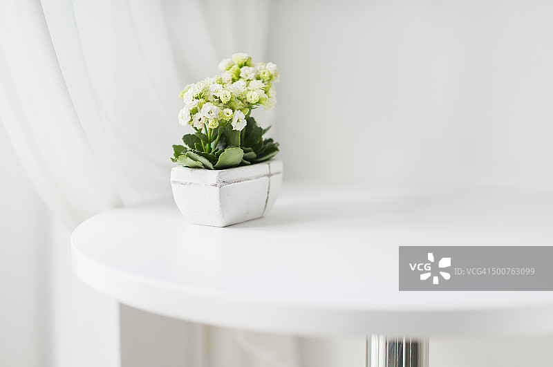 纯花植物在白色的咖啡桌上图片素材