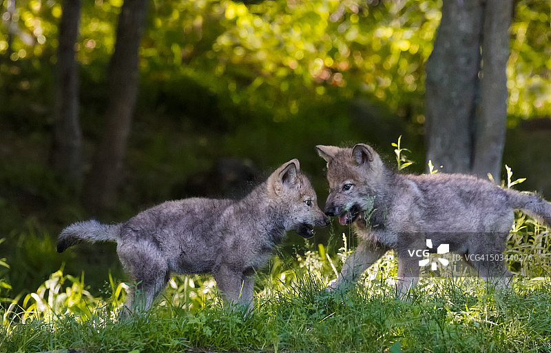 灰狼的幼崽在玩耍图片素材
