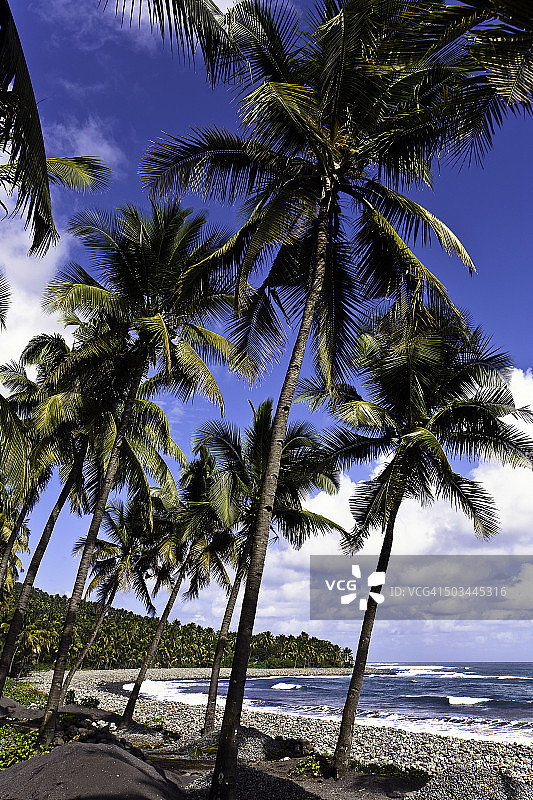 海岸线和椰子树图片素材