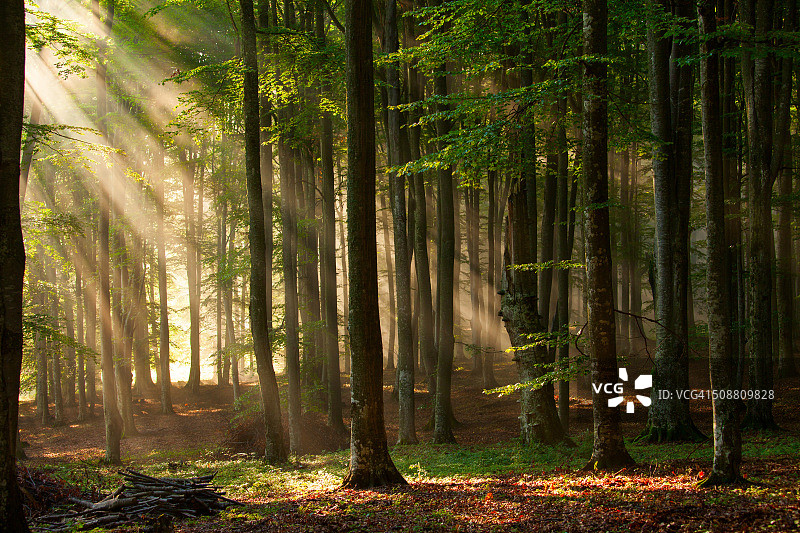 秋天的森林树木。大自然绿色木材阳光背景。图片素材