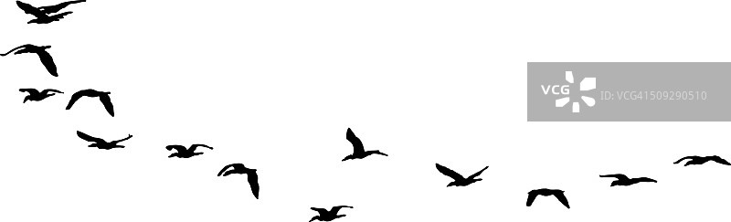 一群飞翔的海鸟剪影。孤立在白色图片素材