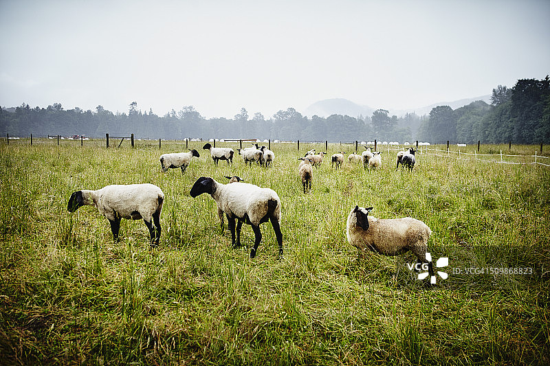 一群在农场牧场上吃草的萨福克绵羊图片素材