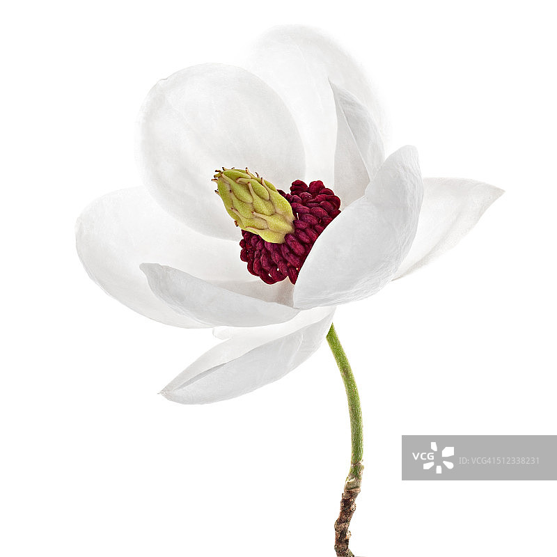 木兰花在白色的背景图片素材