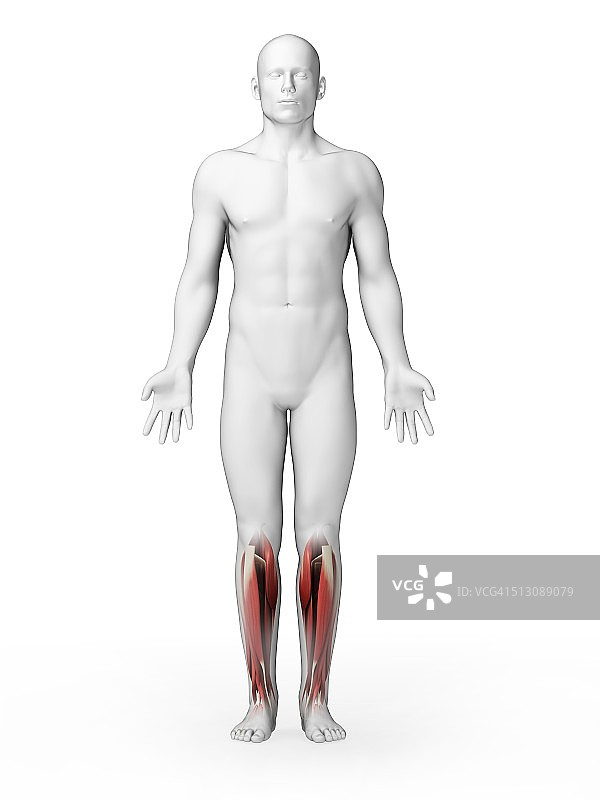 人类小腿肌肉，艺术品图片素材