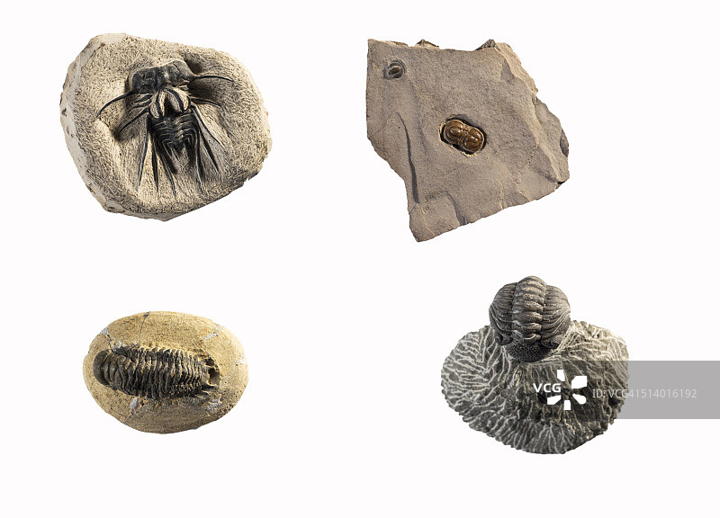 不同种类海洋动物的化石(三叶虫)，在白色的背景上。图片素材