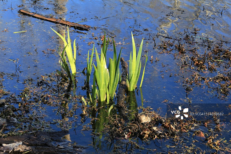 春天生长在黑暗的沼泽图片素材