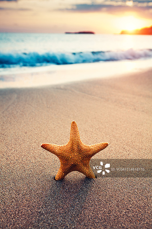 日出时海滩上的海星图片素材