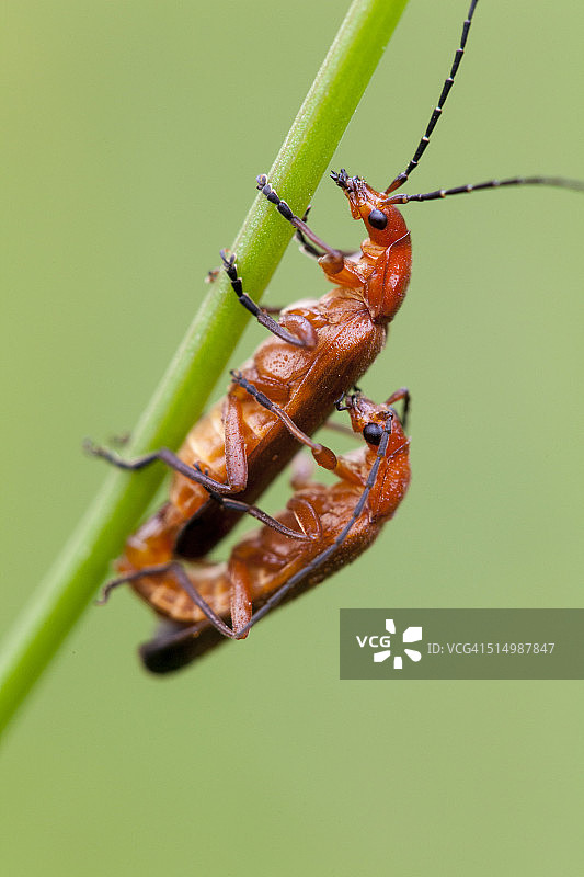 两种普通红兵甲虫在宏雄交配图片素材