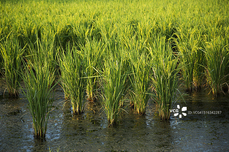 阿肯色州的稻田图片素材