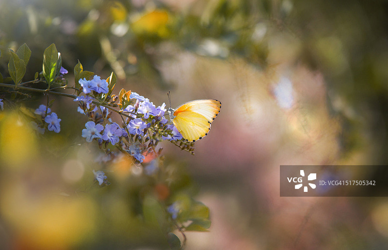 一只蝴蝶停在粉红色的花上，在柔和模糊的背景上。图片素材