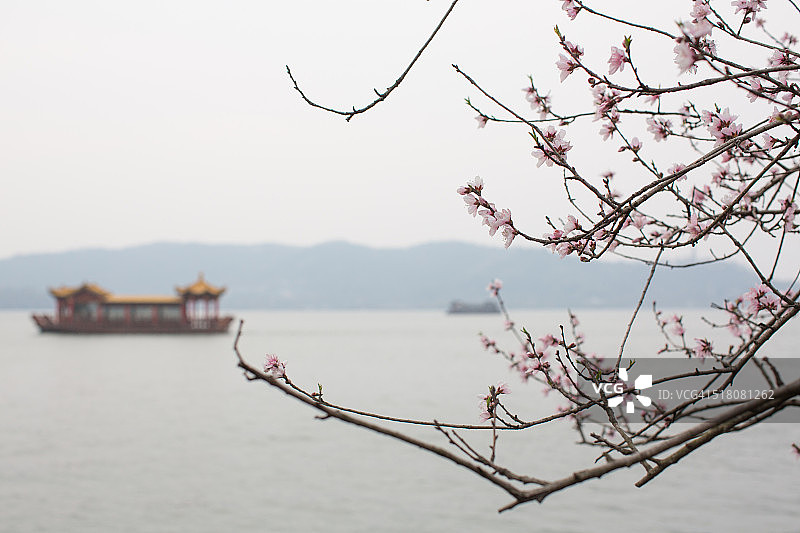 粉红色的梅花盛开在西湖上，中国杭州图片素材