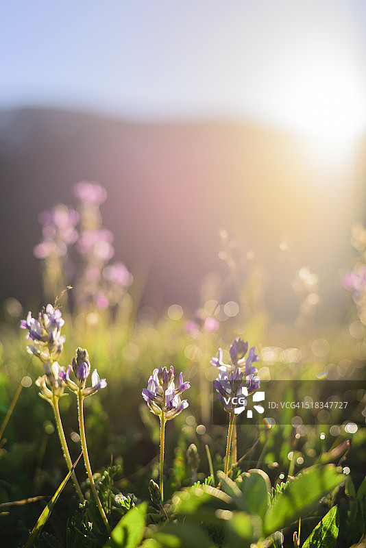 清晨草地上开着紫色的小花图片素材