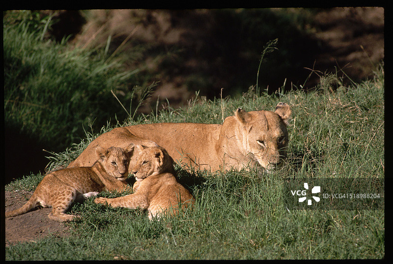 马赛马拉的狮子和幼崽图片素材