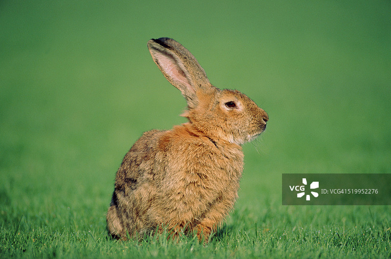 草地上的兔子图片素材