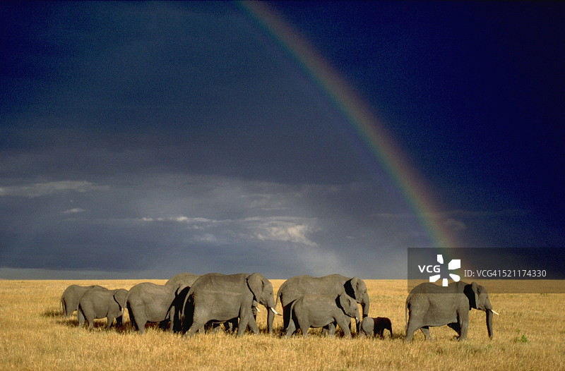 象群与彩虹图片素材