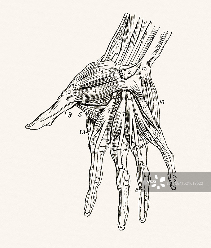 19世纪的手部肌肉医学插图图片素材
