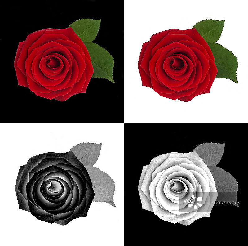 美丽芬芳的玫瑰四次图片素材
