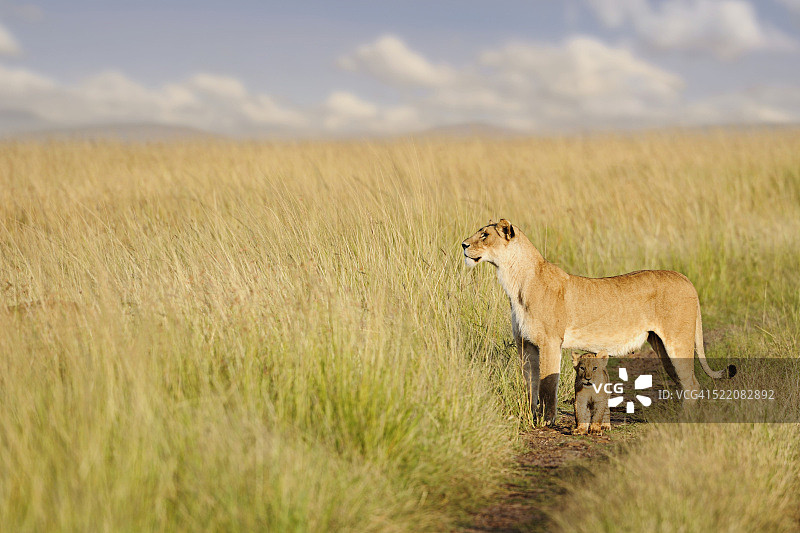 马赛马拉保护区的母狮和幼崽图片素材