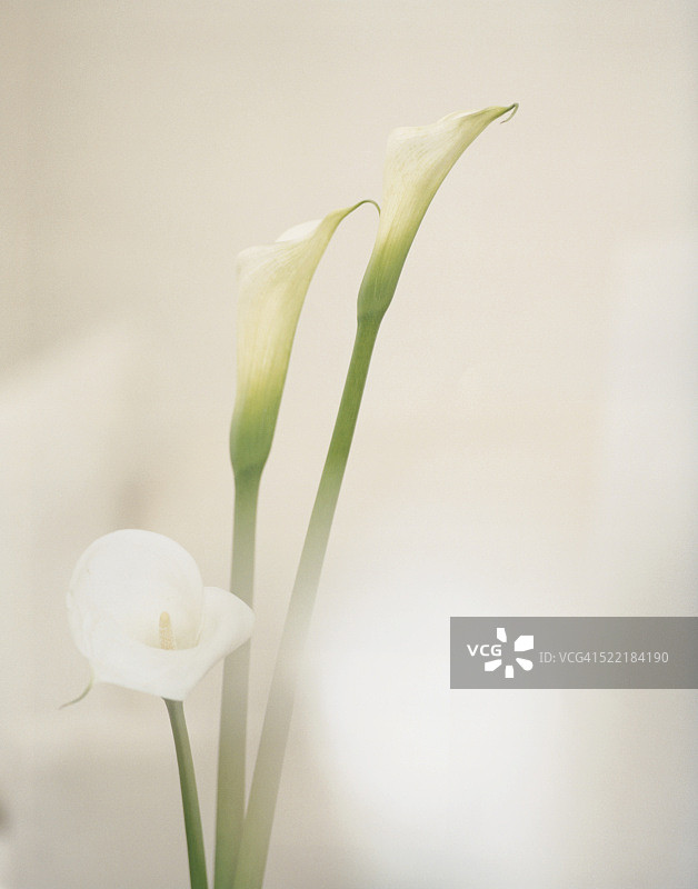 白色的兰花图片素材
