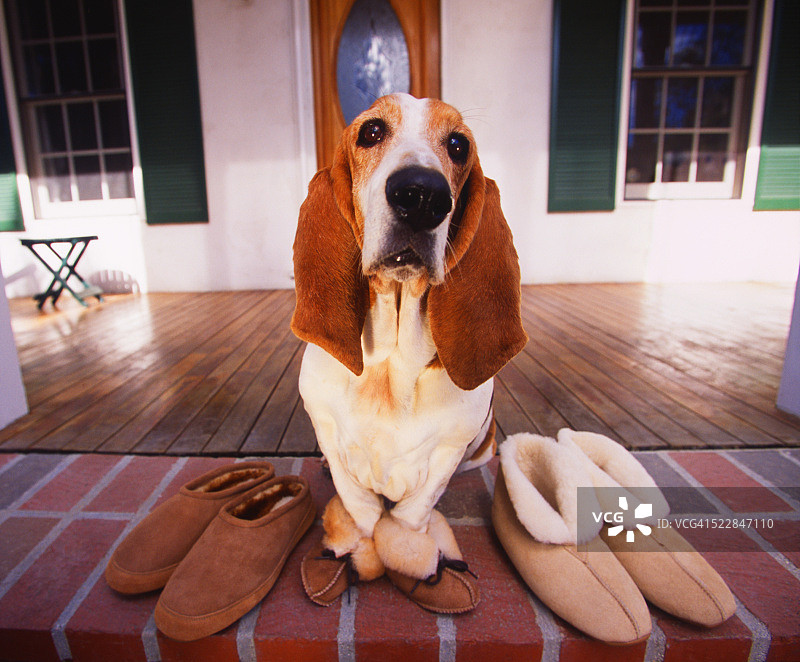巴吉度猎犬穿着拖鞋在门廊等候图片素材