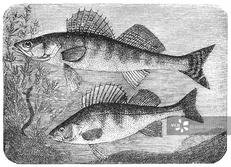 桑德尔和欧洲鲈鱼图片素材