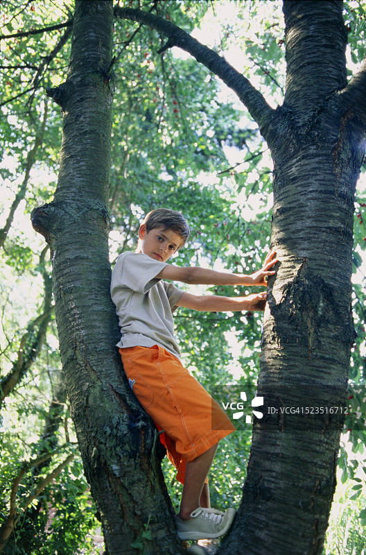 男孩站在树上图片素材