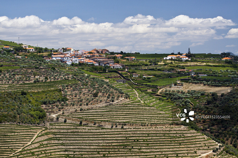 梯田式葡萄园排列在多罗山谷的山丘上图片素材