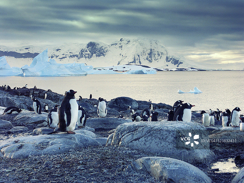 南极半岛上的巴布亚企鹅图片素材