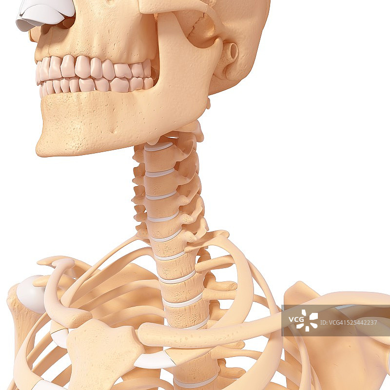 人类颈骨，艺术品图片素材