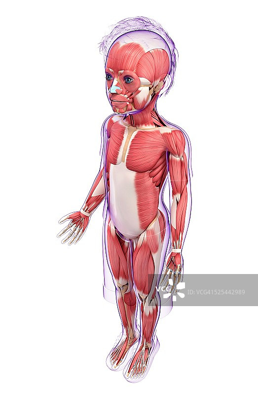 人体肌肉系统，艺术品图片素材