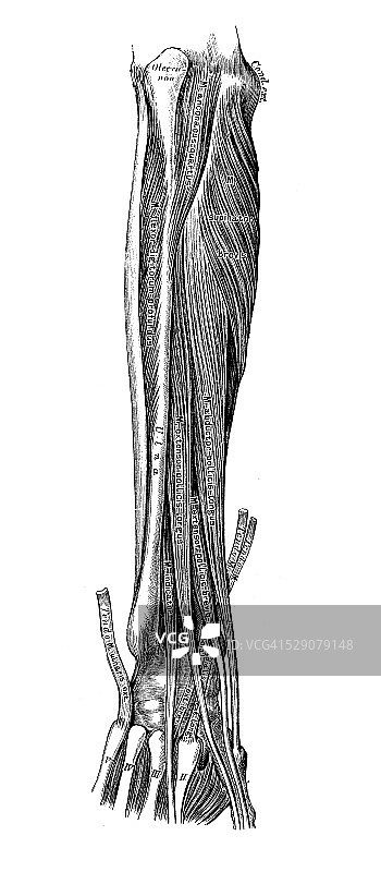 人体解剖学科学例证:前臂肌肉图片素材