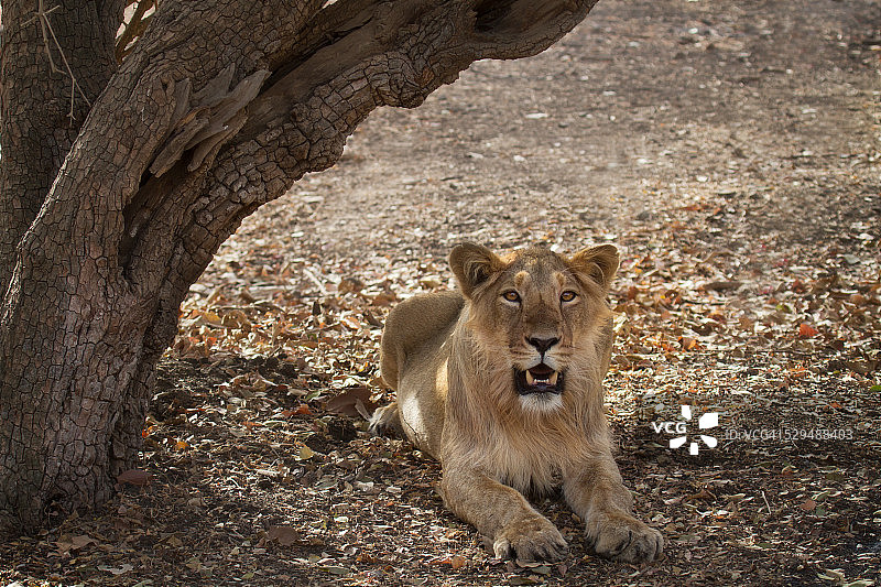 一只母狮子在树荫下休息图片素材