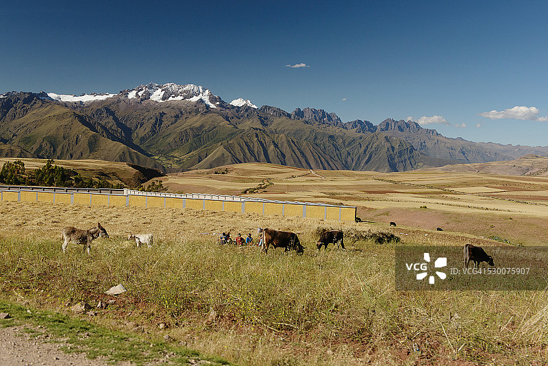 在南美洲秘鲁圣谷马拉斯的田野里放牧的牛图片素材