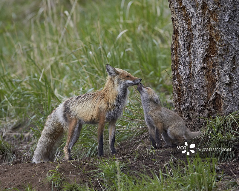 红狐(Vulpes Vulpes fulva)套件舔它父亲的嘴，黄石国家公园，怀俄明州，美国，北美图片素材