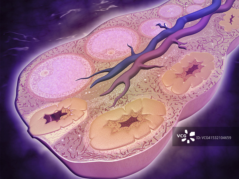 显微镜下的女性卵巢横切面。图片素材