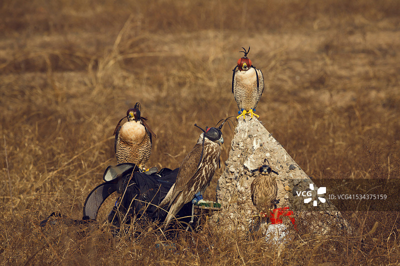 四只猎鹰栖息在猎场图片素材