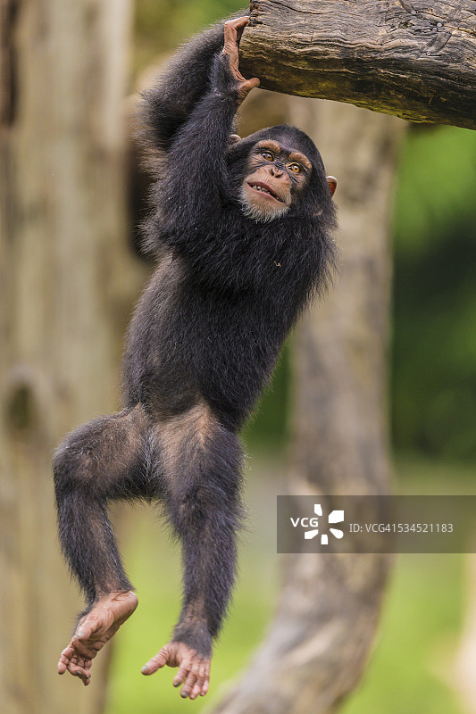 小黑猩猩在玩木头图片素材