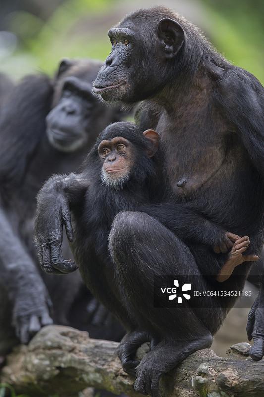 黑猩猩与婴儿图片素材
