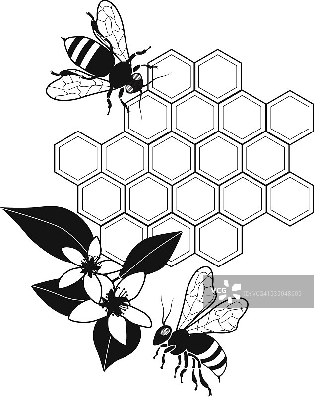有蜂房和橙色花的蜜蜂图片素材