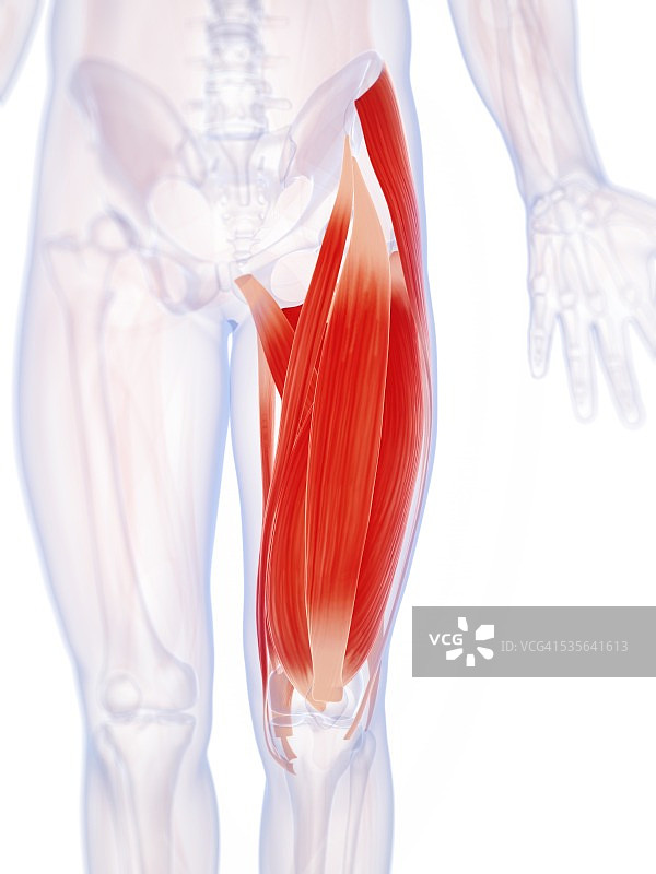 人体腿部肌肉，插图图片素材