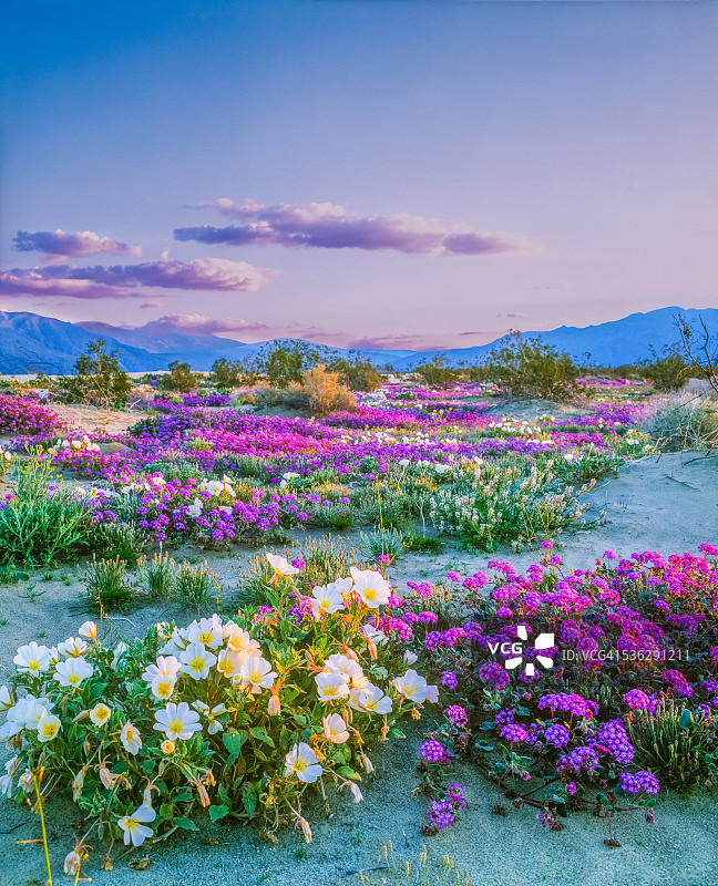 春天的野花扎博雷戈沙漠国家公园，加利福尼亚州图片素材