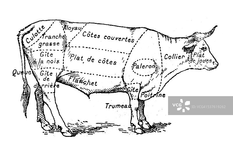 牛肉类古董插画(法文)图片素材